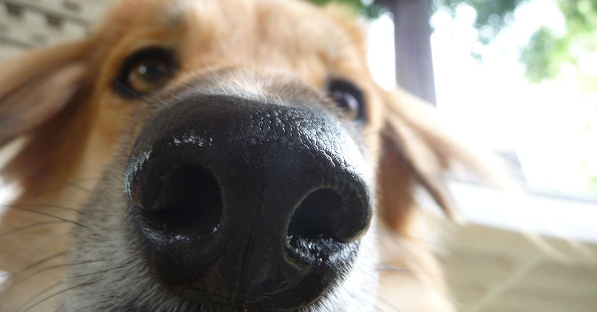 Close up image of a dog's nostrils