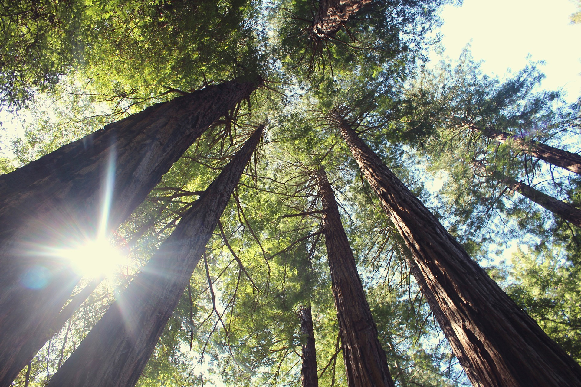 Looking up into tall trees