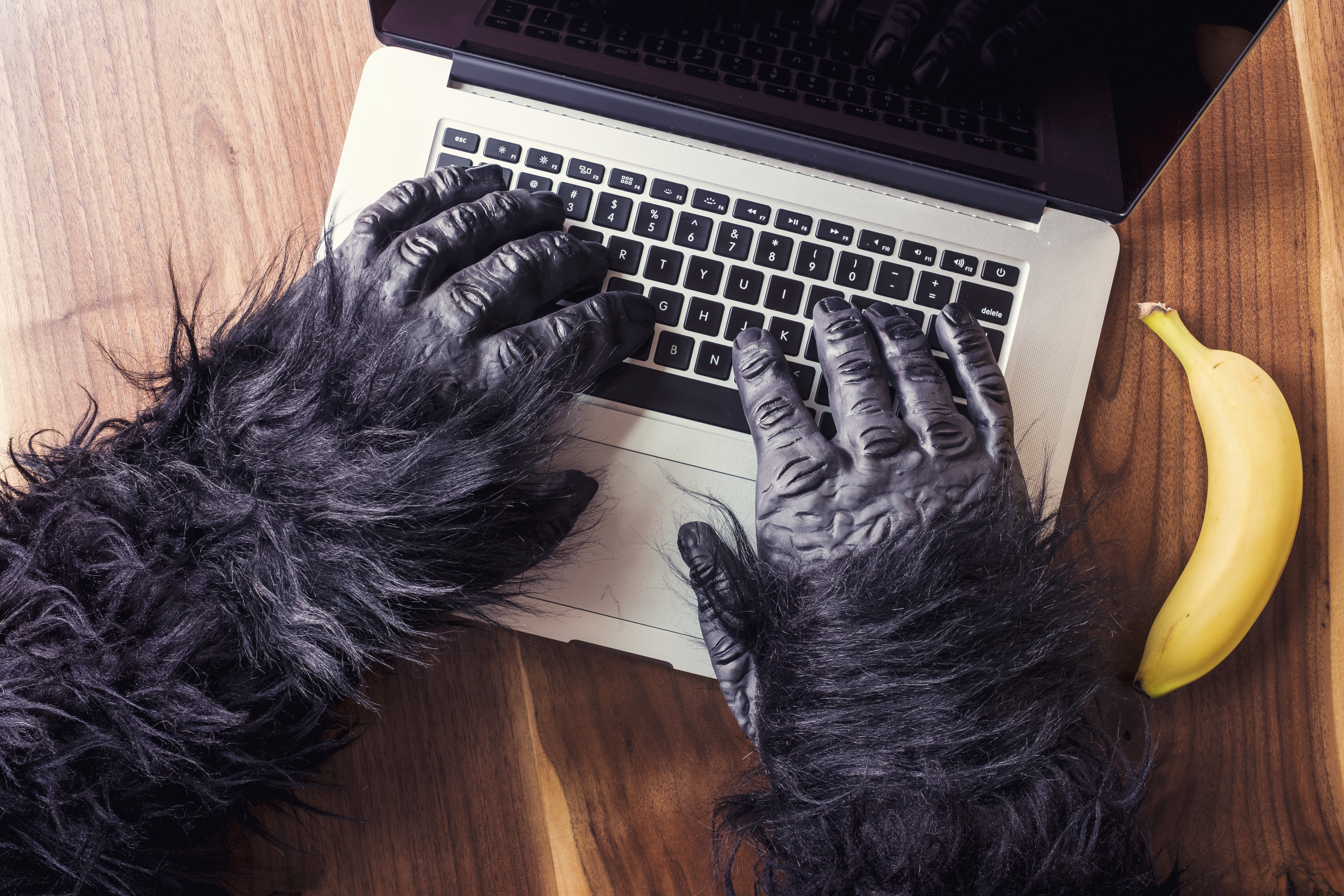 Gorilla hands on keyboard